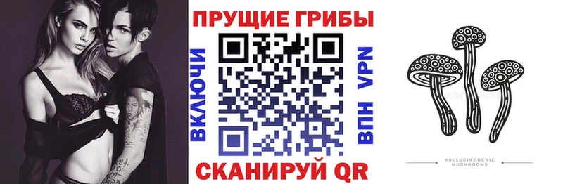 даркнет как зайти  Волхов  Псилоцибиновые грибы MAGIC MUSHROOMS 