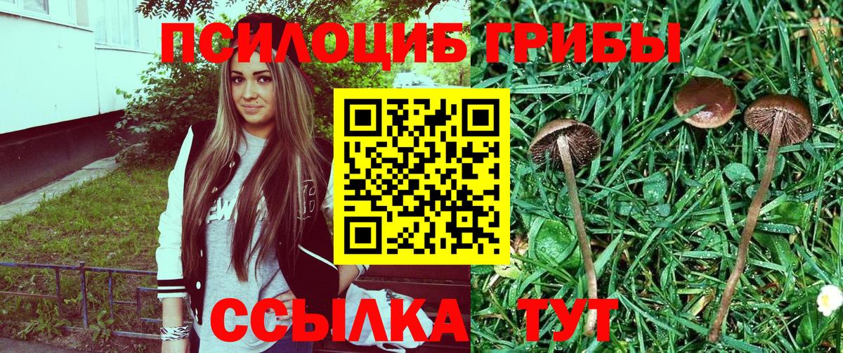 Галлюциногенные грибы MAGIC MUSHROOMS  Псилоцибиновые грибы MAGIC MUSHROOMS  Волхов  купить закладку  Вход с VPN 